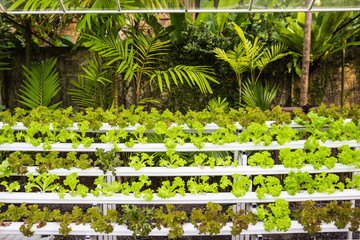 Organic hydroponic vegetables in garden