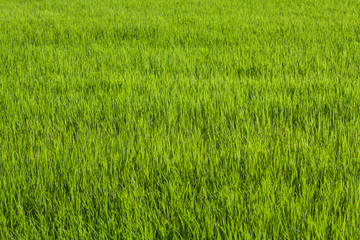 Rice field green grass