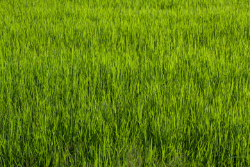 Rice field green grass