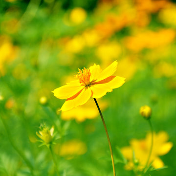 Yellow Cosmos flowers in the fleid