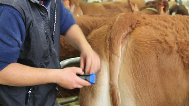 tailleur de queue de vache