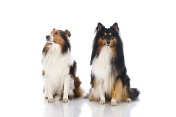 Shetland Sheepdog - Sheltie