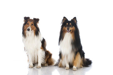 Shetland Sheepdogs - Shelties