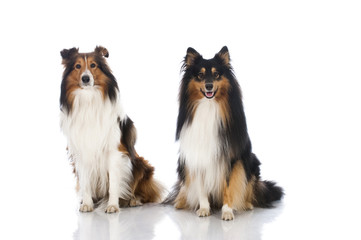 Shetland Sheepdogs - Shelties
