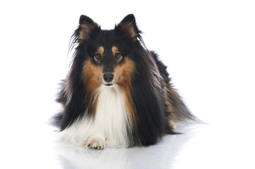 Shetland Sheepdog - Sheltie