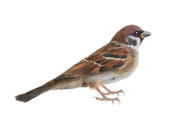 sparrow