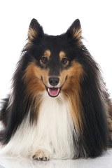Shetland Sheepdog - Sheltie