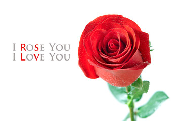 I rose You, I love you