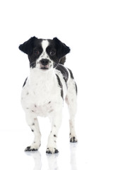Fototapeta premium Mixed breed dog - Mischlingshund