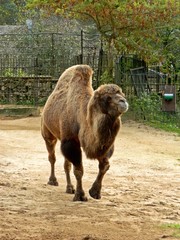 Bactrian camel at Riga zoological garden