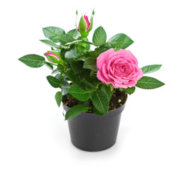Bunch of pink roses in flowerpot.  isolated on white background