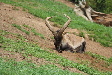 Cabra Montes-  Capra pyrenaica