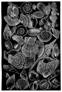 Shells - Coquillages - Muscheln