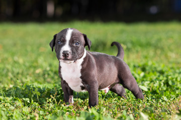 American Staffordshire terrier puppy