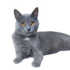 grey cat on the white background