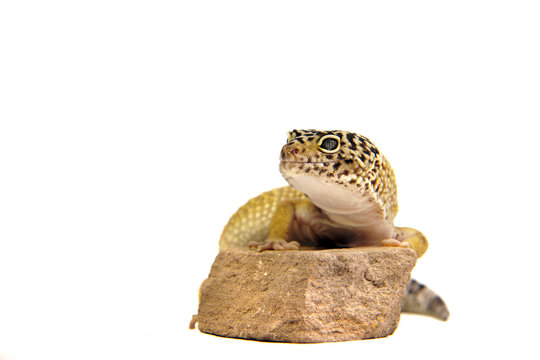 Leopardgecko,Eidechse,Reptil