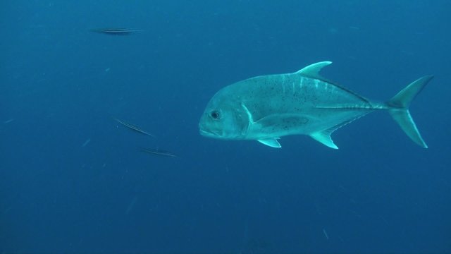 Giant Trevally