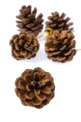 Pinecone