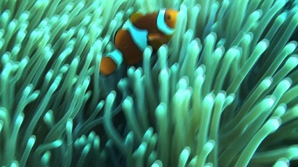 True clown fish