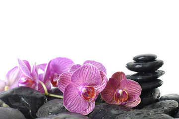 stones stack in balance with orchid flower with water drops
