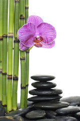stones stack in balance and bamboo grove with orchid