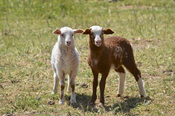 2 lambs in Kangaroo Island, South Australia