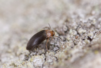 Wood living beetle on oak, extreme close-up