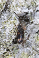 Wood living beetle on oak, extreme close-up