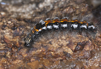 Moth larvae crawling on wood, macro photo