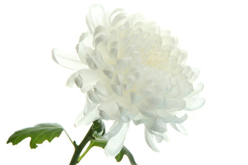 beautiful chrysanthemum flover, close up - obrazy, fototapety, plakaty