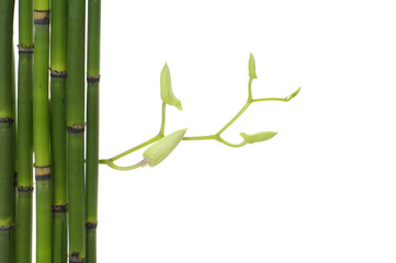 spa concept -thin bamboo grove and orchid bud
