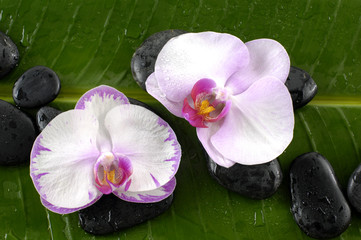 Obraz na płótnie Canvas Dwa białe orchidea i kamienie na liściu bananowca