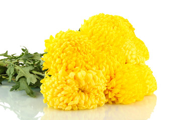 bright yellow chrysanthemums, isolated on white