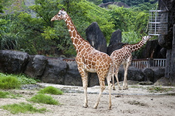 giraffe,Giraffa camelopardalis