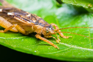 Close up of cricket on green leaf
