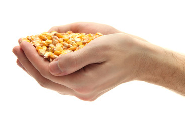 Fototapeta premium man hands with grain, isolated on white