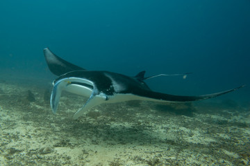 An isolated Manta in the blue background