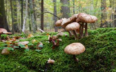 Bunch of Honey Fungus