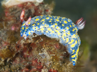 Nudibranch Hypselodoris obscura