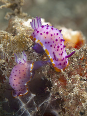 Nudibranch Mexichromis macropus