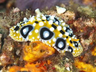 Nudibranch Phyllidia ocellata