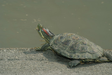 Turtles 3