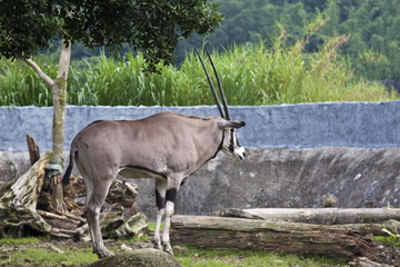 East African Oryx,Oryx beisa