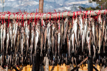Dried fish hanging on wood