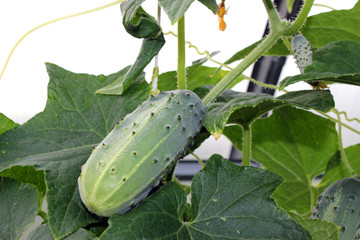 Cucumbers on the vine