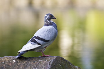 Fototapeta premium pigeon