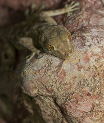 fan toed gecko hanging