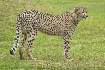 Cheetah