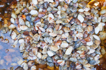 Preserved Razor clam( Pharella javanica ) ready for sale