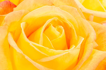 yellow rose